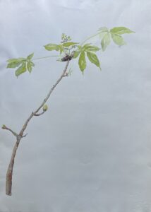 paardenkastanje jodrike