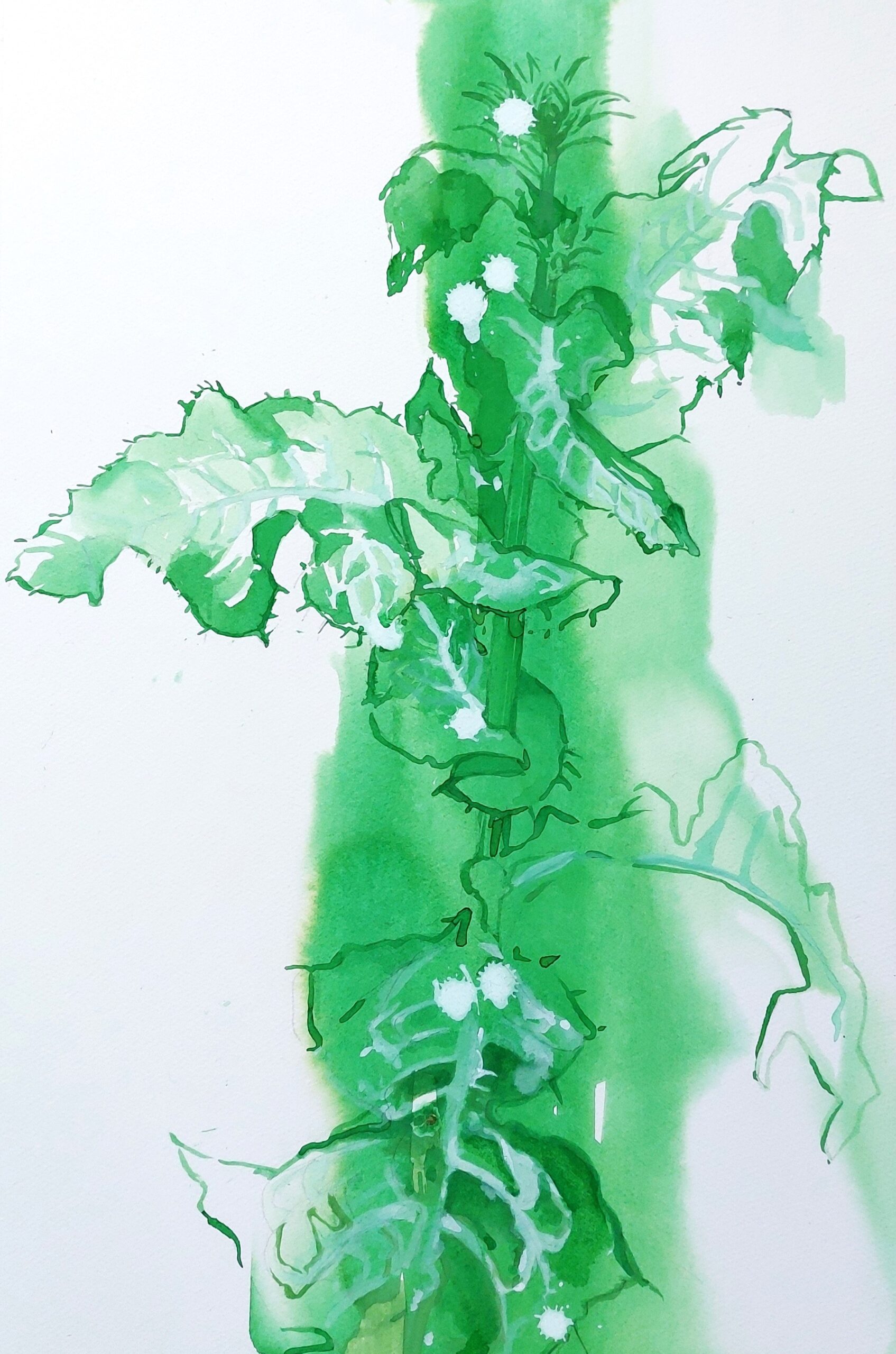 20240702 091841.jpg mariadistel scaled