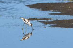 Jan van Dijk 250709 Kluut 3328