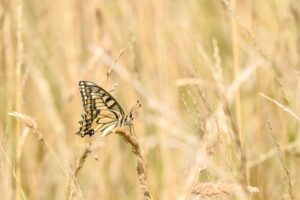 Jan van Dijk 250711 Koninginnepage 3666 5