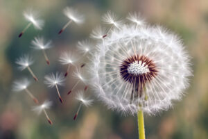 John Demmers Natuur 01 2